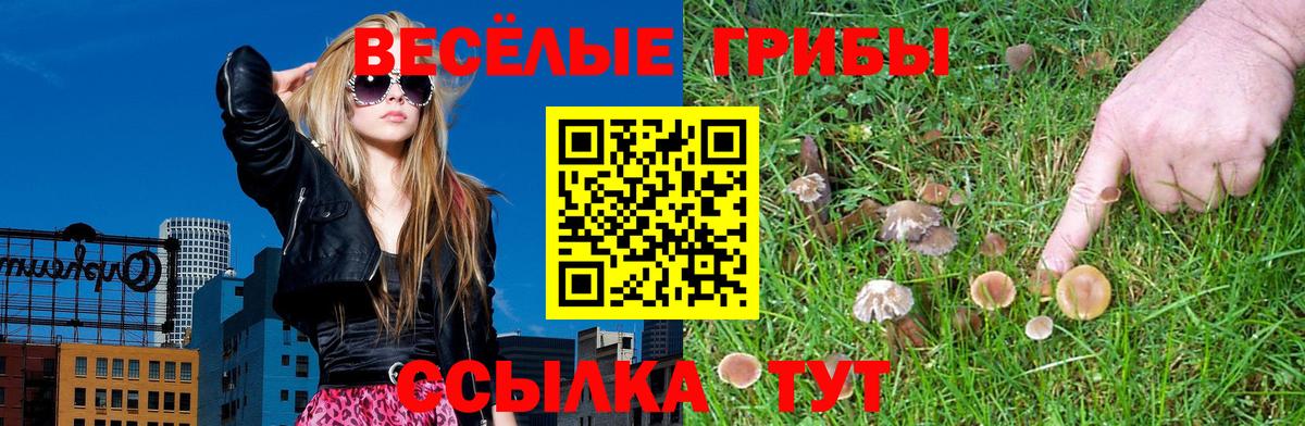Галлюциногенные грибы Psilocybe Саров